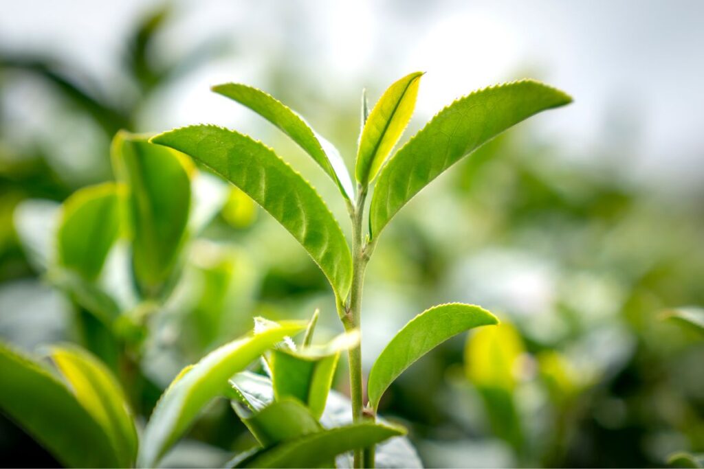 お茶の葉